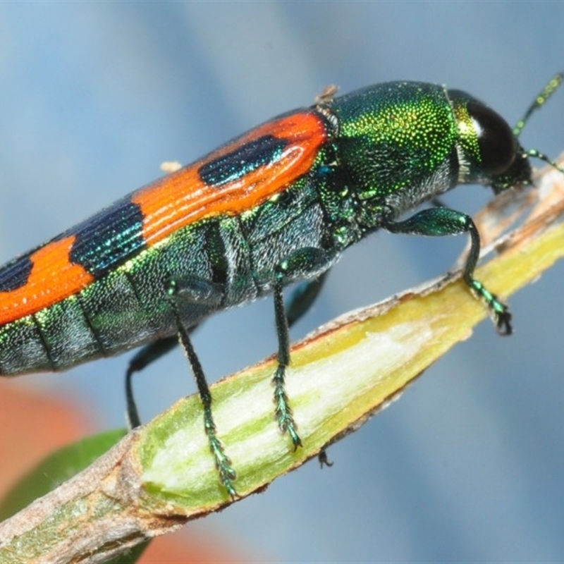 Castiarina scalaris