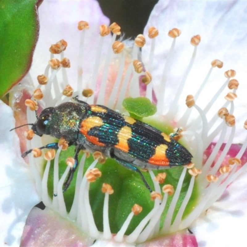 Castiarina sexplagiata