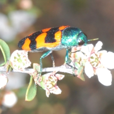 Castiarina sp. (genus)