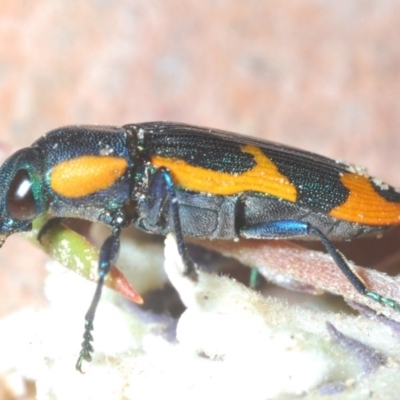 Castiarina subgrata