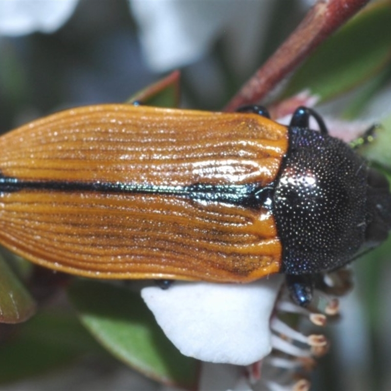 Castiarina subpura