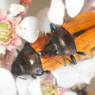 Castiarina subpura