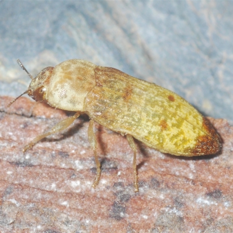 Castiarina testacea