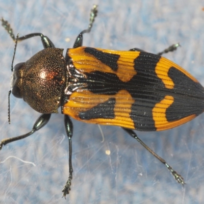 Castiarina undulata