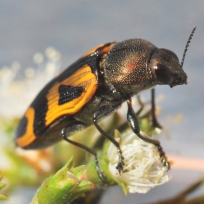 Castiarina undulata