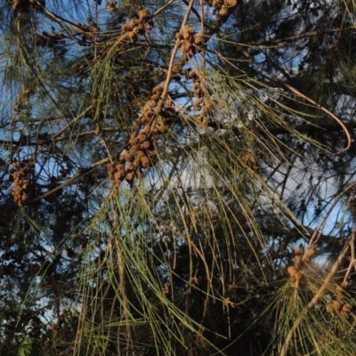 Casuarina cunninghamiana subsp. cunninghamiana