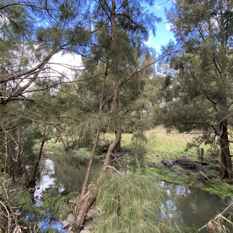 Casuarina cunninghamiana subsp. cunninghamiana