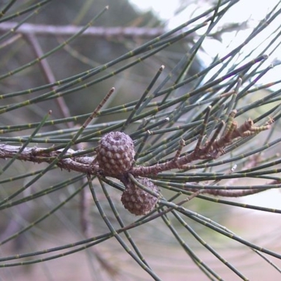 Casuarina glauca