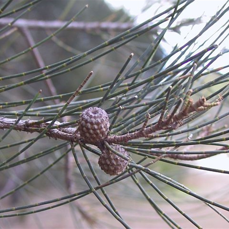 Casuarina glauca