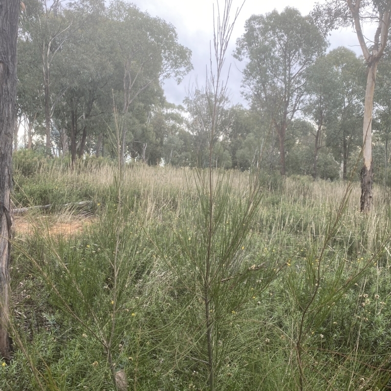 Casuarina/Allocasuarina sp.