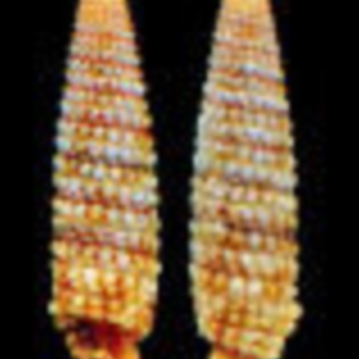 Aclophoropsis maculosa