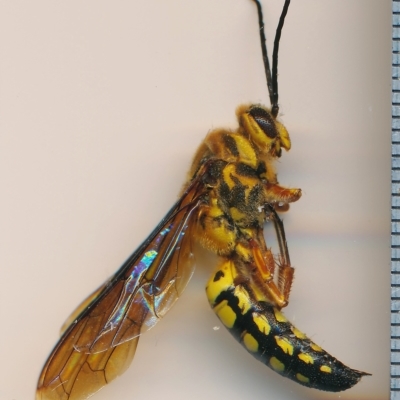 Catocheilus annulatus