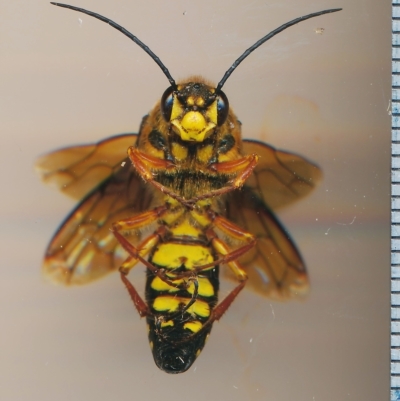 Catocheilus annulatus
