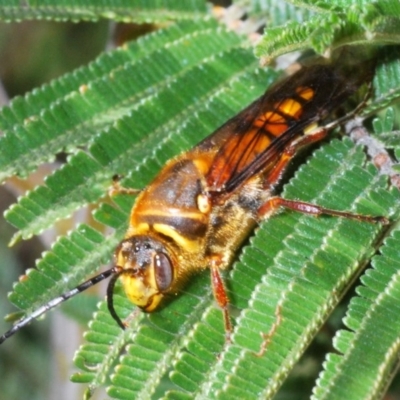 Catocheilus sp. (genus)