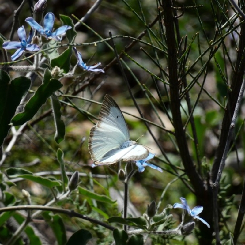 female