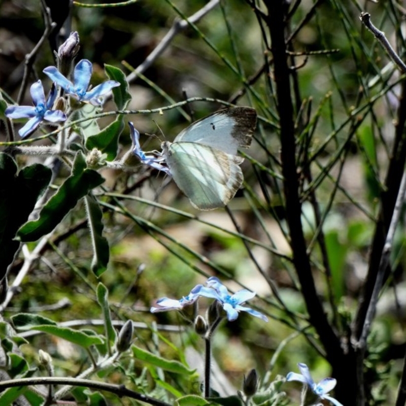 female