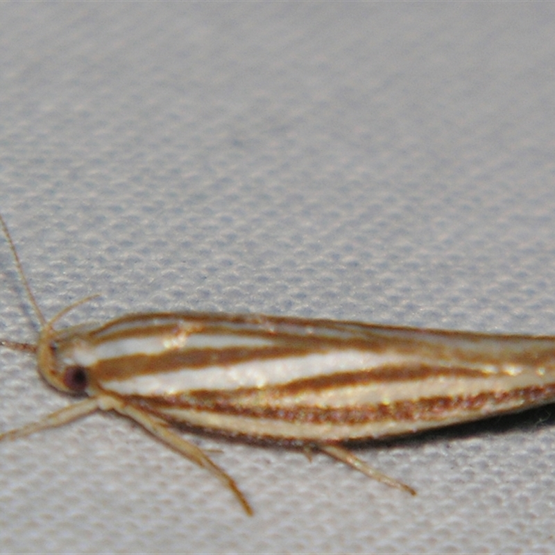 Catoryctis eugramma