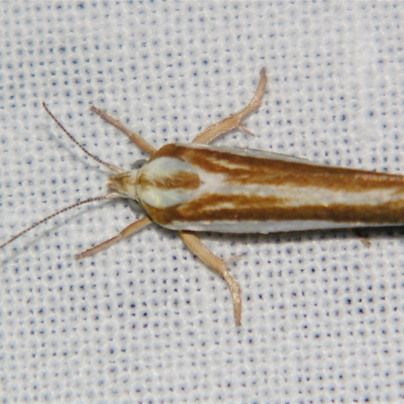 Catoryctis subparallela