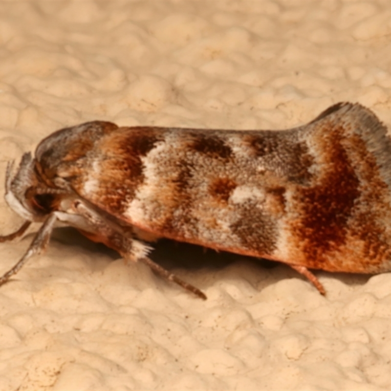 Acmotoma magniferella