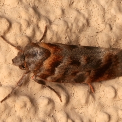 Acmotoma magniferella