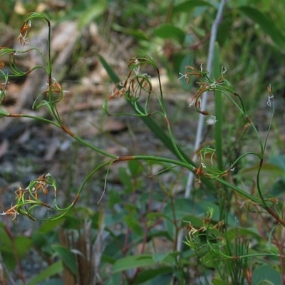 Caustis flexuosa