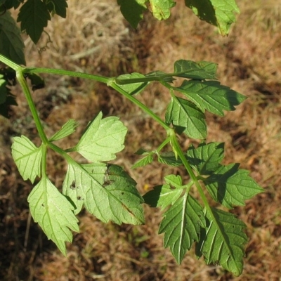 Cayratia clematidea