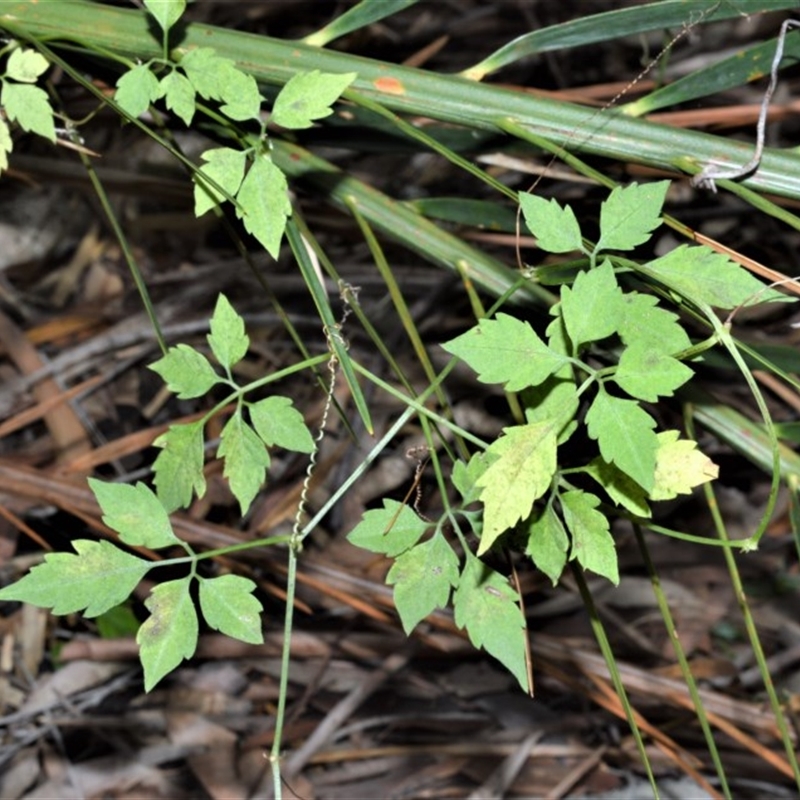 Cayratia clematidea