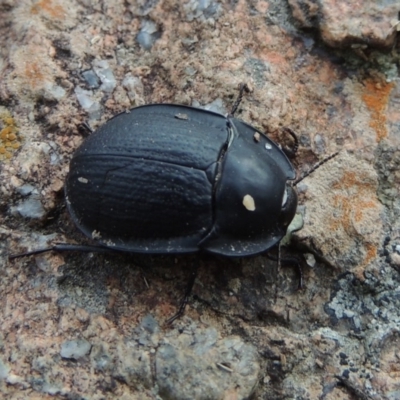 Celibe limbata