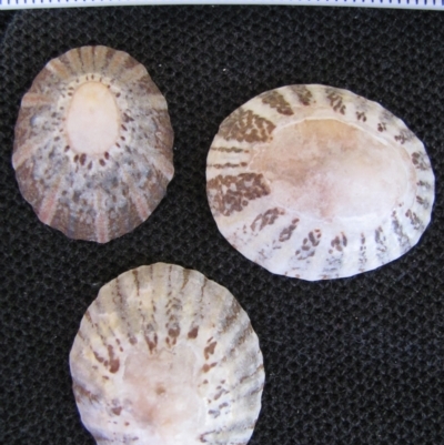 Cellana tramoserica