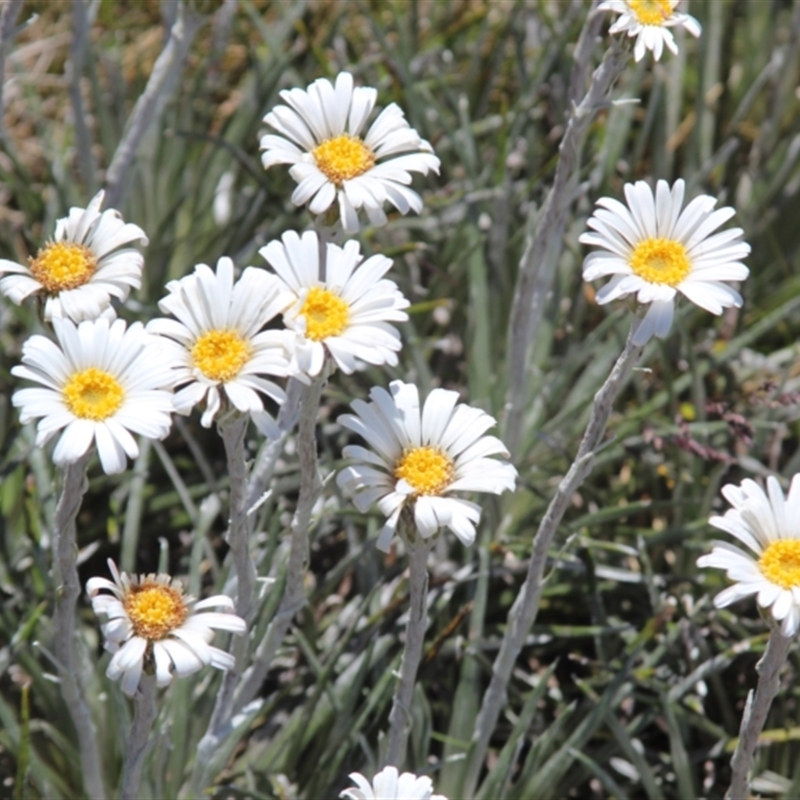 Celmisia costiniana