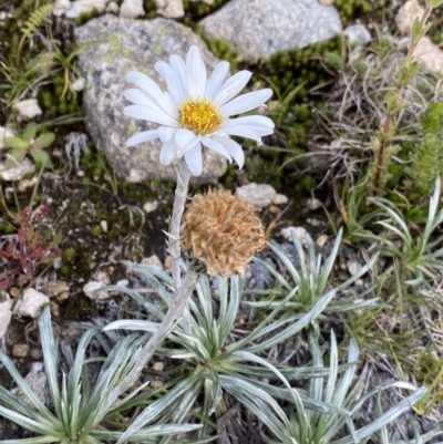 Celmisia costiniana