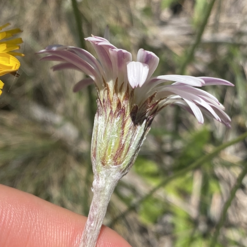 Celmisia tomentella