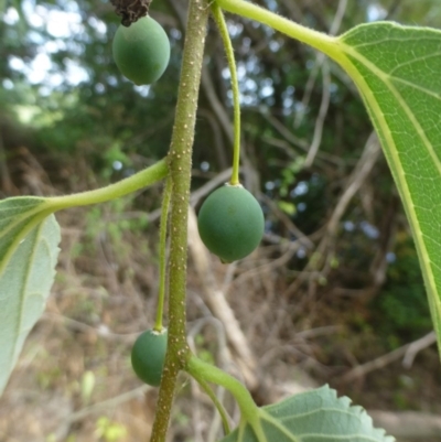 Celtis occidentalis