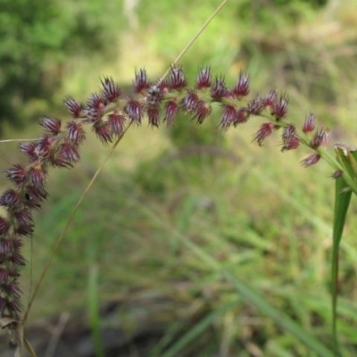 Cenchrus caliculatus