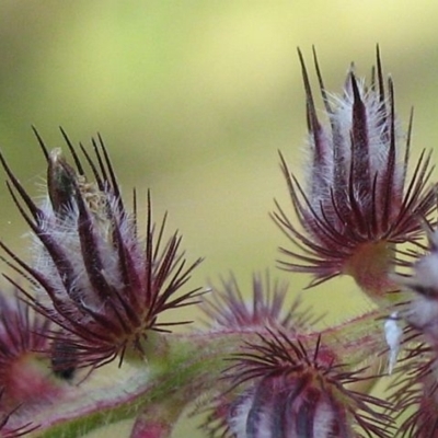 Cenchrus caliculatus