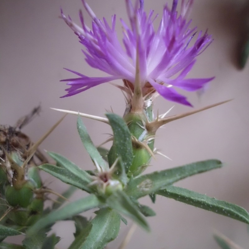 Centaurea calcitrapa