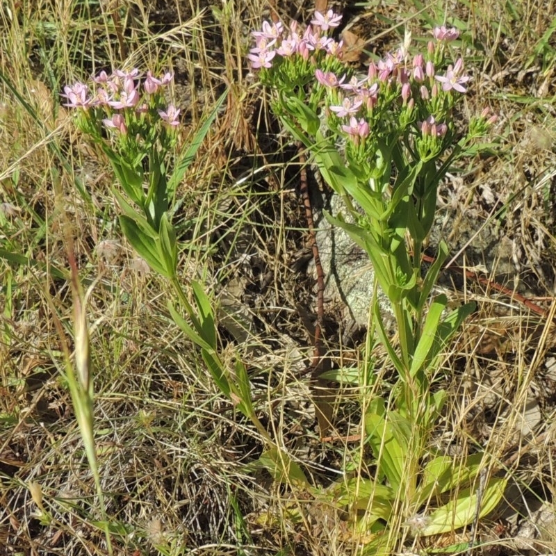 Centaurium erythraea