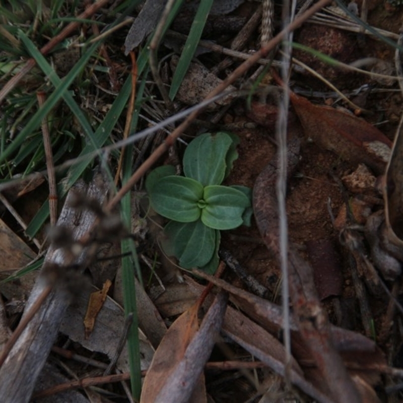 Centaurium sp.