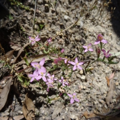 Centaurium tenuiflorum