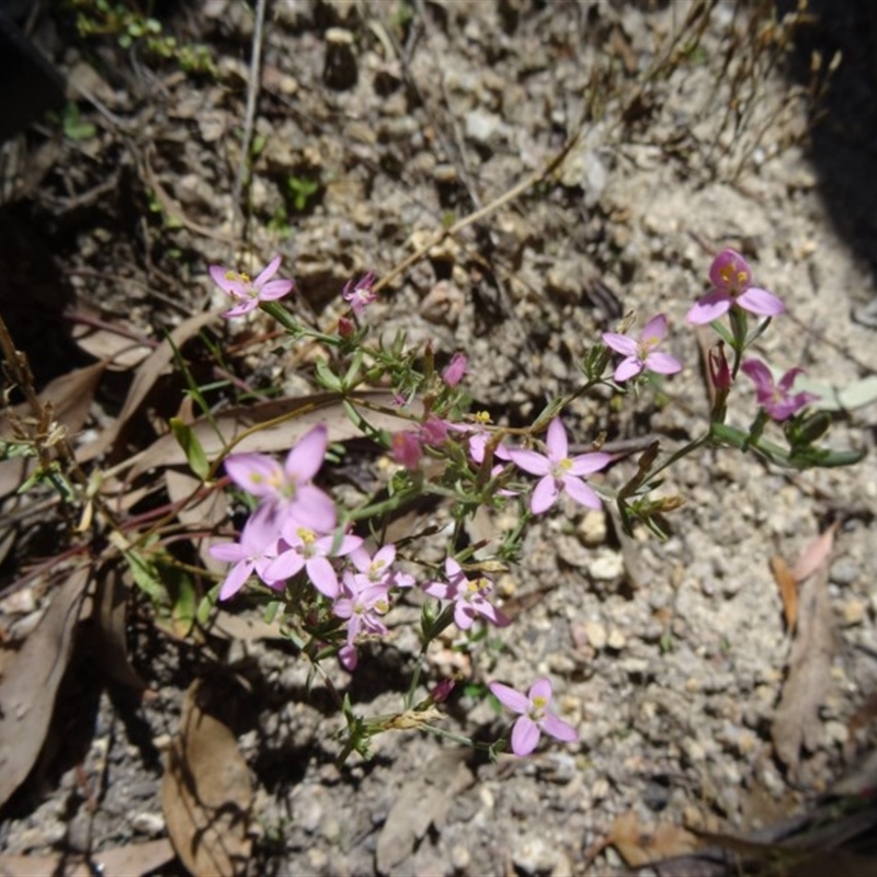 Centaurium tenuiflorum