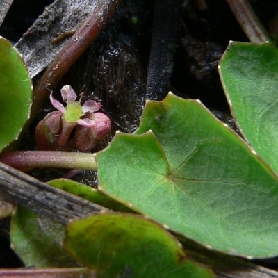 Centella cordifolia