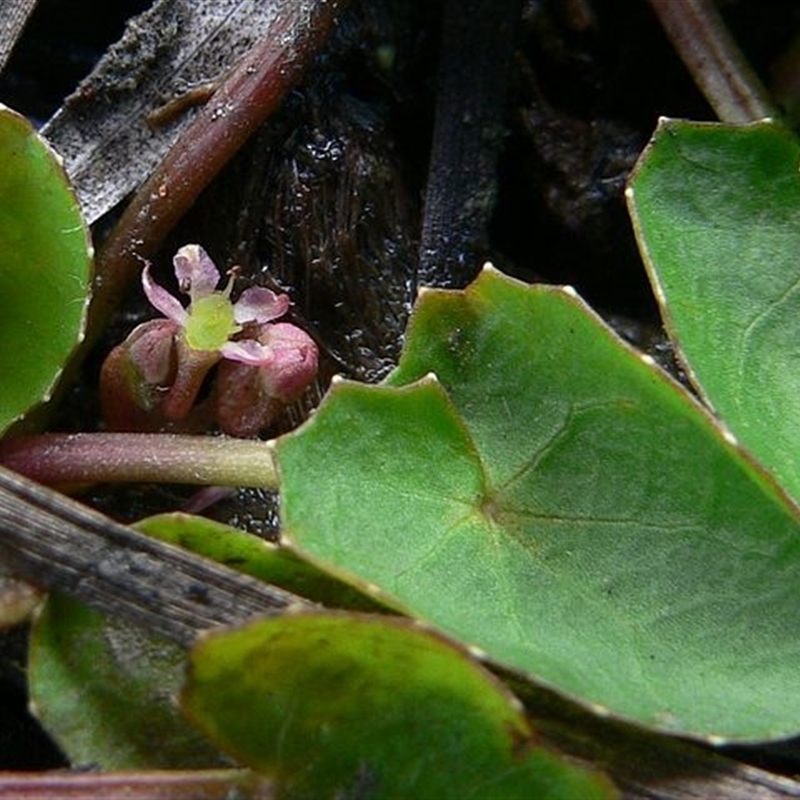 Centella cordifolia