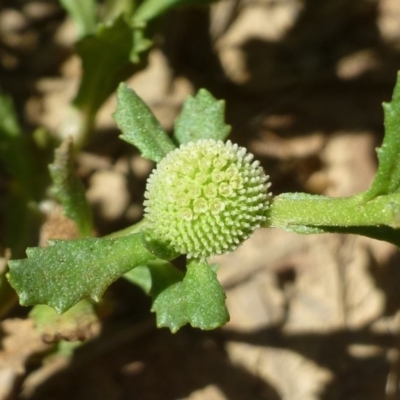 Centipeda cunninghamii