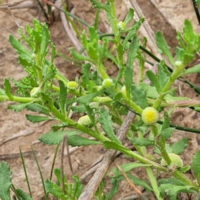 Centipeda cunninghamii