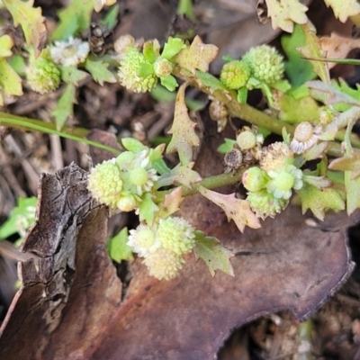 Centipeda minima