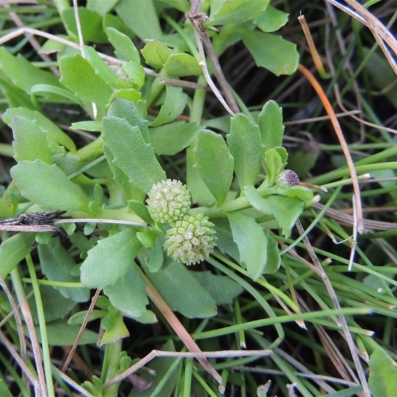 Centipeda minima subsp. minima