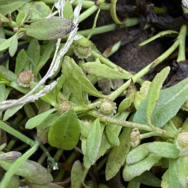 Centipeda minima subsp. minima