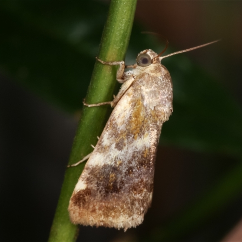 Acontia detrita