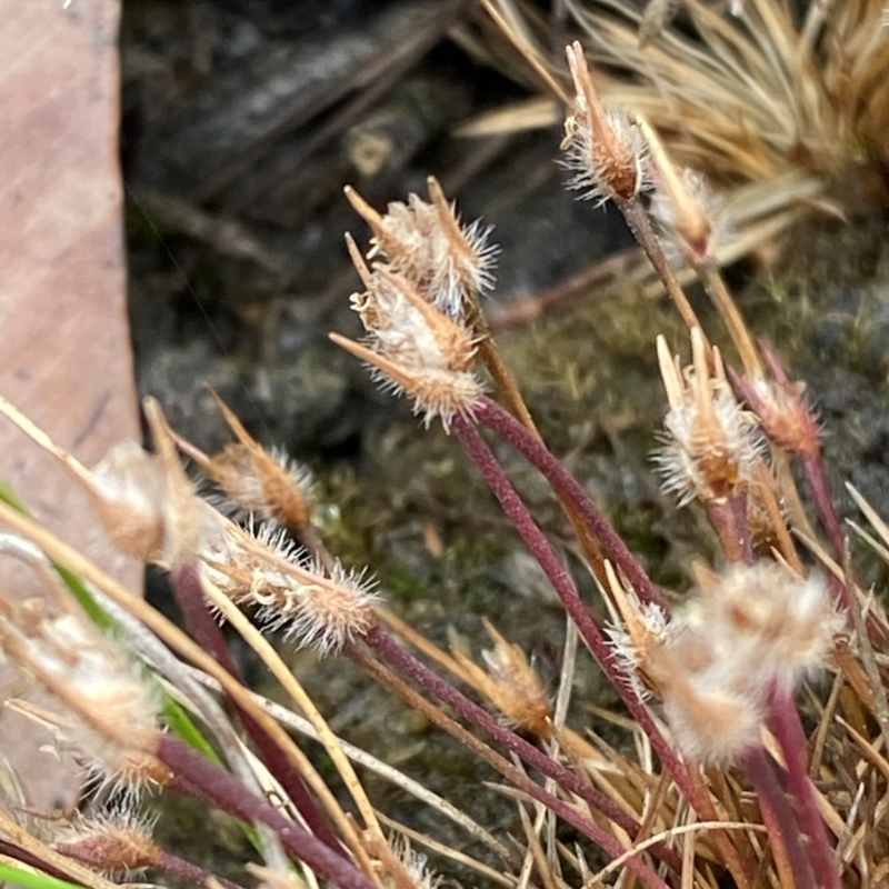 Centrolepis fascicularis