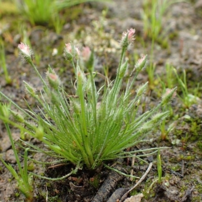 Centrolepis strigosa